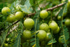 Gooseberry