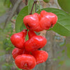Rose Chamba Water Apple - Syzygium samarangense – Rose Chamba Variety