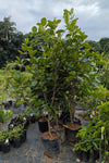 EVIARC The Sweetest Jackfruit Plant