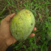 Firangi Laddua Mango Live Plant (Mangifera indica)