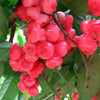 Rose Chamba Water Apple - Syzygium samarangense – Rose Chamba Variety