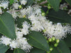 Guamirim  Live Plant - A Premium Rare Fruit Tree with Naturally Sweet, Non-Acidic Flavor