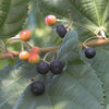 Phalsa Fruit Plant