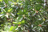 Macadamia Nut – Macadamia integrifolia