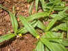 Nilappana