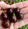ESALQ Red Jaboticaba