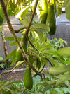 Russell Avocado Live Plant
