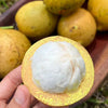 Garcinia Amazonica Fruit Plant