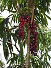 Terengganu Cherry Fruit Plant