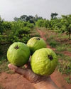 Allahabad Safeda Guava - The White Jewel of Indian Orchards