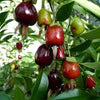 Cherry of the Rio Grande