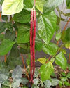 Brown Yard Long Bean