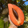 Mamey Sapote Magna