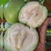 Green Star Apple Fruit Plant - A Lush Tropical Delicacy with Natural Wellness Value