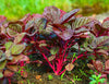 Aalathur Red Spinach