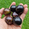 Jaboticaba Grimal Fruit Plant