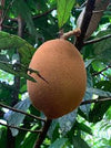 Cupuacu Fruit Plant - The Rainforest Superfruit for Modern Gardens