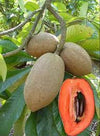 Mamey Sapote Magna
