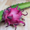 Red Jaina Dragon Fruit