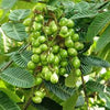 Green Matoa Fruit Plant