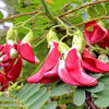 Red Agathi Keera