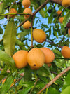 Achachairu Fruit Live Plant - Garcinia humilis