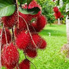 Malwana Rambutan  – Red Variety