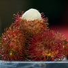 Rambutan Caesar - Nephelium lappaceum