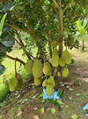 EVIARC The Sweetest Jackfruit Plant