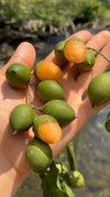 Guayas Fruit Live Plant