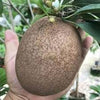 Thai King Sapote Live Plant