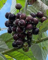 Amazon Tree Grape Fruit Plant