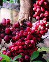 Jambu Bira - The Rare Red Jewel of Papua