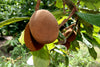 Cupuacu Fruit Plant - The Rainforest Superfruit for Modern Gardens