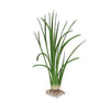 Vettiver / Vetiver Grass