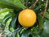 Abiu Fruit - Golden Delight of the Amazon
