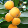 Yellow Jaboticaba Live Plant - Myrciaria glazioviana