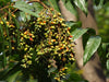 Kasam Fruit Plant