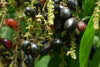 Kasam Fruit Plant