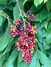 Kasam Fruit Plant