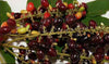 Kasam Fruit Plant