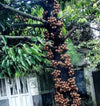 Kepel Fruit Plant