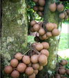 Kepel Fruit Plant