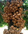 Kepel Fruit Plant