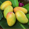 Kesar Mango  Live Plant
