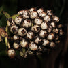 Lemba – Curculigo capitulata