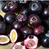 Lipote Fruit – Syzygium curranii