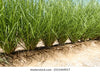 Vettiver / Vetiver Grass
