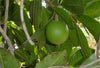 Lucuma Fruit – Pouteria lucuma
