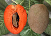 Mamey Sapote Key West